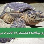 گردشگری بی‌قاعده لاک‌پشت‌ها را به کام مرگ می‌کشاند