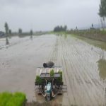 نشاکاری در ۹۲ درصد شالیزارهای آمل