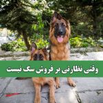 وقتی نظارتی بر فروش سگ نیست