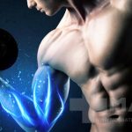 بهترین جینسینگ برای بدنسازی
