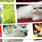 چند نکته مهم در مراقبت از حیوانات خانگی