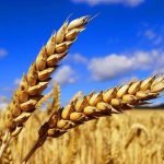 خرید تضمینی بیش از ۱۲ هزار تن گندم از کشاورزان خراسان‌جنوبی