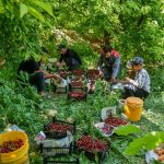 برداشت بیش از ۴۰ هزار تن گیلاس، آلبالو و زردآلو در کردستان