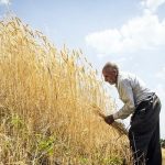 خرید بیش از ۱۸ هزار محموله گندم از ۶۵۰۰ کشاورز زنجانی