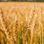 مطالبات گندمکاران در اسرع وقت پرداخت می‌شود/امنیت غذایی و خرید گندم از اولویت‌های نظام است