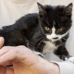 آلرژی به گربه چیست؟ علائم و راه های درمان حساسیت به گربه